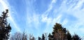 Is crisp blue sky In Vermont with cloud streaks and pine trees