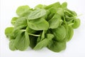 Crisp bok choy vegetable with green leaves on white backdrop for ads and packaging designs.