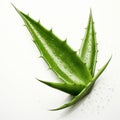 Crisp And Clean Aloe Vera Leaf With Water Drops