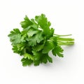 Crisp And Clean Cilantro On White Background