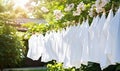 A Crisp and Clean Display of Hanging White Shirts