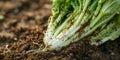 Crisp and Earthy A Closeup of Fresh Chinese Cabbage with Intriguing Root System Royalty Free Stock Photo