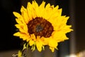 Warm Sunflower rising at Sunrise Royalty Free Stock Photo