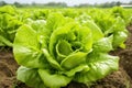 Crisp Field organic lettuce. Generate AI