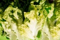 Crisp fresh lettuce close up. Green background. Salad leaf. Organic healthy food. Detox diet concept. Vegetarian dietary intake.