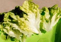 Crisp fresh lettuce on plastic plate close up. Green background. Salad leaf. Organic healthy food. Detox diet concept. Vegetarian
