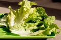 Crisp fresh lettuce on plastic plate close up. Green background. Salad leaf. Organic healthy food. Detox diet concept. Vegetarian