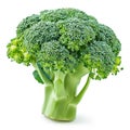 A crisp head of broccoli with florets isolated on a clean white background, Ai Generated