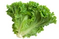Crisp lettuce