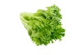 Organic Crisp Lettuce On White Background