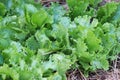 Crisp lettuce seedlings. Crisp lettuce grows on a vegetable patch in a home garden