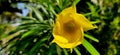 Crisp macro shot of yellow oleander