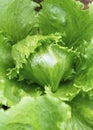 Crisp organic iceberg lettuce