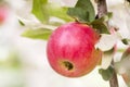 Crisp red apple on a branch. Red apples closeup. Tree branch detail. Concept of growing an industrial apple orchard Royalty Free Stock Photo