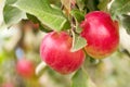 Crisp red apple on a branch. Red apples closeup. Tree branch detail. Concept of growing an industrial apple orchard Royalty Free Stock Photo