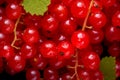Crisp Red currant berries. Generate Ai Royalty Free Stock Photo