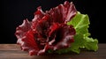 crisp red oak leaf lettuce