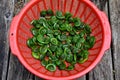 Crisp Spring Fiddlehead Ferns Cleaned and Ready for Cooking Royalty Free Stock Photo