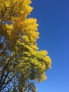 Crisp Sunny Autumn Day with Bright Blue Sky, Tree with Bright Gold Leaves, Portrait Orientation