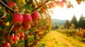 Crisp Temptations: Succulent Red Apples Dangling from a Garden Tree