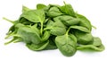 crisp top spinach green