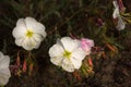 Crisp White Flowers Of An Evening Primrose Oenothera albicaulis Desert Plant In Spring Royalty Free Stock Photo