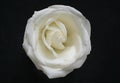 Crisp white rose flower on black