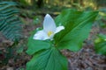 Crisp white of a trillium flower growing in the shade of the forest Royalty Free Stock Photo