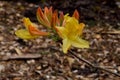 Crisp Yellow Azalea Flower Orange Buds Royalty Free Stock Photo