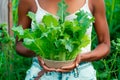 Crisphead, or iceberg lettuce isolated on white background. Fresh green salad leaves from garden Royalty Free Stock Photo