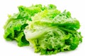 Crisphead, or iceberg lettuce isolated on white background. Fresh green salad leaves from garden