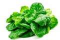 Crisphead, or iceberg lettuce isolated on white background. Fresh green salad leaves from garden