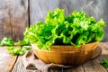 Crisphead, or iceberg lettuce isolated on white background. Fresh green salad leaves from garden