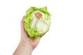 Crisphead lettuce in hand isolated on white background. Person holding a whole head of iceberg lettuce