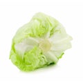Crisphead lettuce isolated on the white background. Royalty Free Stock Photo