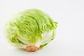 Crisphead lettuce Lactuca sativa