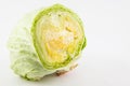 Crisphead lettuce Lactuca sativa