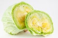 Crisphead lettuce Lactuca sativa