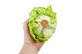 Crisphead lettuce, one whole head of iceberg lettuce in hand, leafy green vegetable isolated on white background Royalty Free Stock Photo