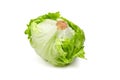 Crisphead lettuce, one whole head of iceberg lettuce, leafy green vegetable isolated on white background Royalty Free Stock Photo