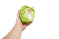 Crisphead lettuce, one whole head of iceberg lettuce in hand, leafy green vegetable isolated on white background