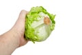Crisphead lettuce, one whole head of iceberg lettuce in hand, leafy green vegetable isolated on white background Royalty Free Stock Photo