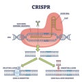 CRISPR as genetic DNA sequence engineering with gene mutation outline diagram