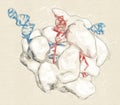 CRISPR - CAS9 gene editing complex from Streptococcus pyogenes. The Cas9 nuclease protein uses a guide RNA sequence to cut DNA at