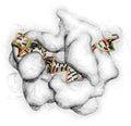 CRISPR-CAS9 gene editing complex from Streptococcus pyogenes. The Cas9 nuclease protein uses a guide RNA sequence to cut DNA at a