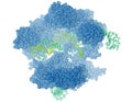 CRISPR/Cas9 protein