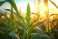 crispr gene-editing tool applied to food crops