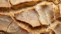 Crispy Crust: Macro Bread Texture Royalty Free Stock Photo