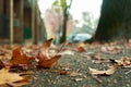 Crispy dry brown leaves fall on the ground Royalty Free Stock Photo