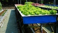 Crispy Elegance: Hydroponic Curly Lettuce Flourishing in Green Splendor Royalty Free Stock Photo